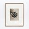 Fotografie botaniche in bianco e nero di Karl Blossfeldt, set di 3, Immagine 2