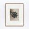 Photographies Botaniques en Noir et Blanc par Karl Blossfeldt, Set de 3 2