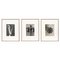Botanic Photographs in Black and White by Karl Blossfeldt, Set of 3 1