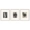 Photographies Botaniques en Noir et Blanc par Karl Blossfeldt, Set de 3 1