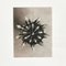 Botanic Photographs in Black and White by Karl Blossfeldt, Set of 3 7