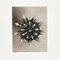 Photographies Botaniques en Noir et Blanc par Karl Blossfeldt, Set de 3 7