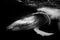 Lindsay_imagery, Close Up of Playful Juvenile Humpback Whale Calf in Black and White, Photographic Paper 1