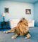 Matthias Clamer, Lion on Living Room Rug, Photographic Paper 1