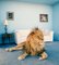 Matthias Clamer, Lion sur Tapis de Salon, Papier Photographique 1