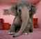 Matthias Clamer, Asiatischer Elefant im Liegen auf Teppich im Wohnzimmer, Fotopapier 1