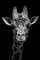Michelle Jones / Eyeem, Retrato de jirafa sobre fondo negro, Papel fotográfico, Imagen 1