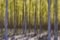 Imágenes de menta, movimiento borroso abstracto de álamos en una granja comercial de árboles, papel fotográfico, Imagen 1
