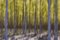 Mint Images, Blurred Motion Abstract of Poplar Trees at Commercial Tree Farm, Photographic Paper, Image 1