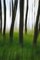 Mint Images, Blurred Motion Abstract of Elm Trees With Thin Straight Trunks Near the Beach and Ocean in Distance, Photographic Paper 1