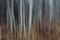 Immagini di menta, una foresta di Aspen in autunno. Tronchi d'albero bianchi di Aspen in penombra con carta fotografica autunnale, Immagine 1
