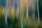 Mint Images, Blurred Motion, a Forest of Aspen Trees in Autumn, Straight White Tree Trunks, Abstract, Photographic Paper 1