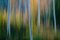 Mint Images, Blurred Motion, a Forest of Aspen Trees in Autumn, Straight White Tree Trunks, Abstract, Photographic Paper, Image 1