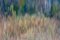 Imágenes de menta, movimiento borroso, un bosque de álamos en otoño, troncos blancos rectos, papel fotográfico, Imagen 1