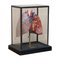 Modelo anatómico vintage de pulmones humanos en vitrina, Imagen 1
