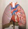 Modelo anatómico vintage de pulmones humanos en vitrina, Imagen 4
