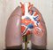 Modelo anatómico vintage de pulmones humanos en vitrina, Imagen 7