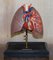 Modelo anatómico vintage de pulmones humanos en vitrina, Imagen 3