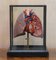 Modelo anatómico vintage de pulmones humanos en vitrina, Imagen 2