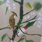 Ramírez Alairo, Birds, Spain, 1980s, Watercolor on Paper, Set of 2, Image 6