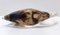 Postmodern Brown Murano Glass Fish by Vincenzo Nason, Italy 14
