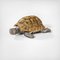 Vassoio a forma di tartaruga di Gabriella Crespi, anni '70, Immagine 1
