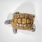 Schildkrötenförmiges Tablett von Gabriella Crespi, 1970er 6