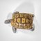 Tortoise-Shaped Tray by Gabriella Crespi, 1970s, Image 6