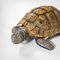 Tortoise-Shaped Tray by Gabriella Crespi, 1970s, Image 5