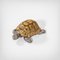 Tortoise-Shaped Tray by Gabriella Crespi, 1970s, Image 2