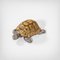 Vassoio a forma di tartaruga di Gabriella Crespi, anni '70, Immagine 2