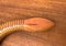 Vintage Flexible Wooden Snake Sculpture 21
