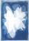 Blue Abstract Tulips, 2022, Cyanotype, Image 1