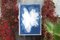 Tulipes Bleues Abstraites, 2022, Cyanotype 8