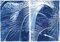 Cespugli di palma lussureggianti, 2020, Cyanotype, Immagine 1