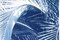 Cespugli di palma lussureggianti, 2020, Cyanotype, Immagine 4