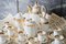 Servicio de café francés Imperio antiguo de porcelana, década de 1800. Juego de 13, Imagen 8