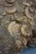 Large Ammonite Cluster or Dactylioceras Athleticum 8