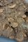 Große Ammonite Cluster oder Dactylioceras Athleticum 7