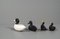 Porcelain Ducks in Black & White, 1970s, Set of 4 6