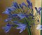 Nicola Currie, Agapanthus on Gold, 2020, Oil on Board 2