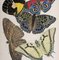 Emile Allain Seguy, Les Papillons, Plate # 12, 1925, Original Lithograph/Stencil in Colors on Wove Paper 5