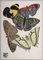 Emile Allain Seguy, Les Papillons, Planche # 12, 1925, Lithographie/Pochoir Original en Couleurs sur Papier Vélin 2