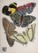 Emile Allain Seguy, Les Papillons, Planche # 12, 1925, Lithographie/Pochoir Original en Couleurs sur Papier Vélin 1