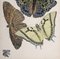 Emile Allain Seguy, Les Papillons, Planche # 12, 1925, Lithographie/Pochoir Original en Couleurs sur Papier Vélin 4