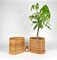 Ovale Mid-Century Pflanzenständer oder Vasen aus Rattan & Bambus, Italien, 1960er, 2er Set 8
