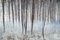 Imágenes de menta, árboles de álamo en un bosque en invierno, papel fotográfico, Imagen 1