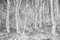 Images Menthe, Image Abstraite (Inversée) Noire et Blanche de la Forêt Tropicale Tempérée Lush, Papier Photographique 1