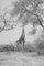 Imágenes de menta, una jirafa se acerca a un árbol, en blanco y negro, papel fotográfico, Imagen 1