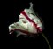 Ogphoto, White Tulip with Red Stripes on Black, Photographic Paper, Image 1